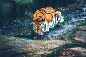Tiger trinkt