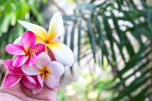Blume Asien