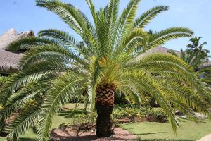 DR-Palm