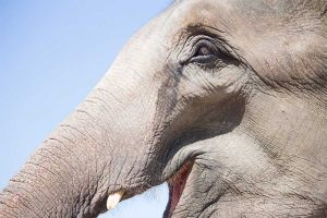 Thailand-Elephant